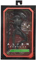 Alien Romulus 7 Inch Action Figure Ultimate - Scorched Xenomorph